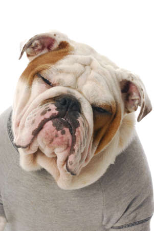 adorable english bulldog with silly expression wearing grey shirt on white backgroundの写真素材