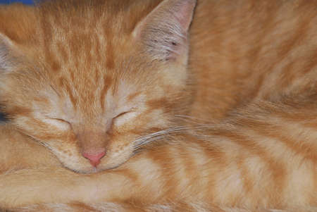 peaceful orange tabby male kitten curled up sleepingの写真素材