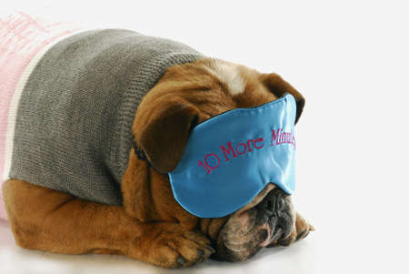 english bulldog sleeping with ten more minutes eye maskの写真素材