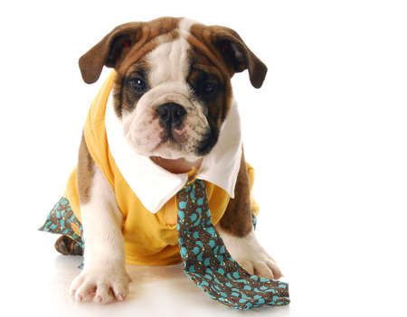 adorable english bulldog puppy dressed up wearing shirt and tie with reflection on white backgroundの写真素材