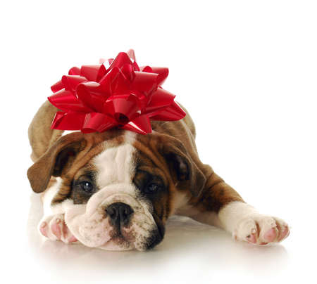 adorable english bulldog puppy with red bow on his head with reflection on white backgroundの写真素材