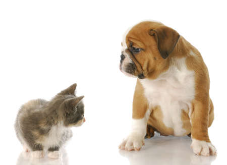 eight week old kitten and english bulldog puppy looking at each other with reflection on white...