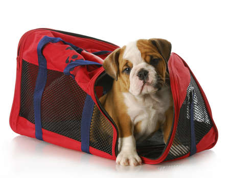 adorable eight week old english bulldog peaking out of travel tote bagの写真素材