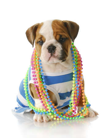 adorable eight week old english bulldog puppy wearing blue and white shirt with colorful jewellery with reflection on white backgroundの写真素材