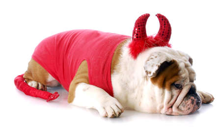 english bulldog with devilish expression in devil costume with reflection on white backgroundの写真素材