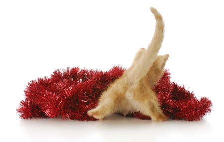 funny kitten from the backside playing in red christmas garland with reflection on white backgroundの写真素材