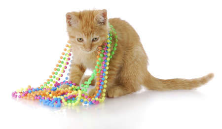 adorable three month old kitten playing with colorful beads with reflection on white backgroundの写真素材