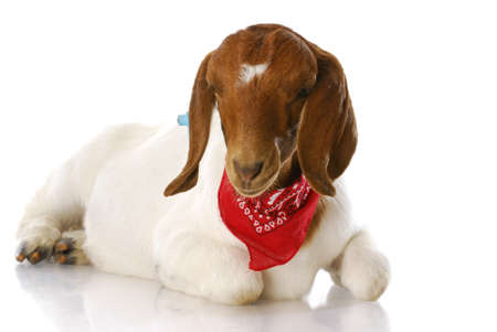 south african boer goat doeling wearing red bandanna with reflection isolated on white backgroundの写真素材