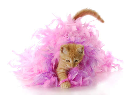 kitten playing - nine week old kitten playing in pink feather boa with reflection on white backgroundの写真素材