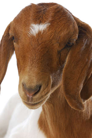 goat - south african boer goat doeling on white backgroundの写真素材
