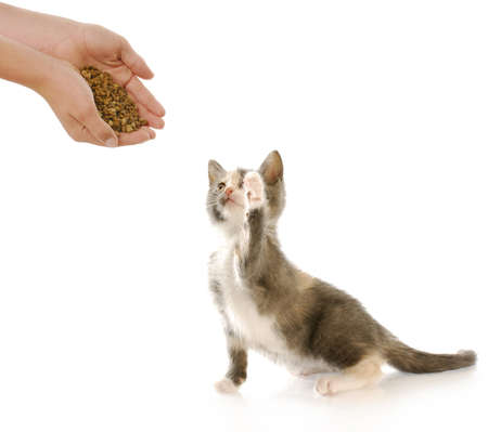 short haired kitten with paw up in the air with reflection on white backgroundの写真素材