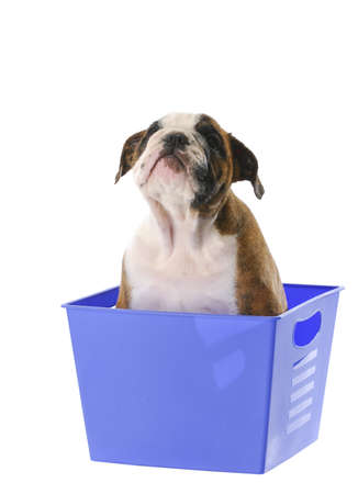 eight week old english bulldog puppy sitting in blue basket isolated on white backgroundの写真素材
