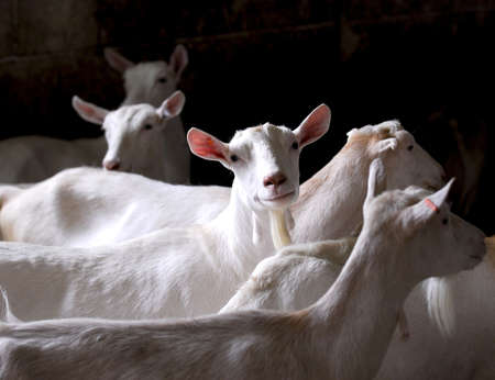 dairy goat herd on a farm - purebred saneen dairy goat herd on a farm - purebred saneen