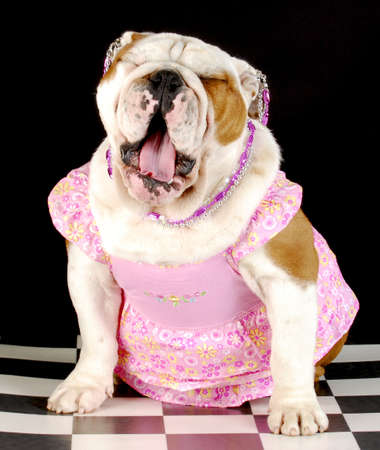 adorable english bulldog wearing pink dress and jewellery with mouth open yawning on black backgroundの写真素材