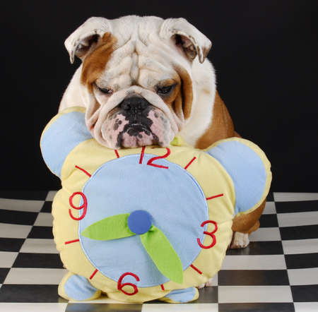 adorable english bulldog with head resting on stuffed clock on black backgroundの写真素材
