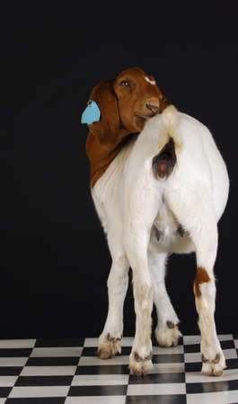 goat doeling cleaning herself viewed from the backside on black backgroundの写真素材