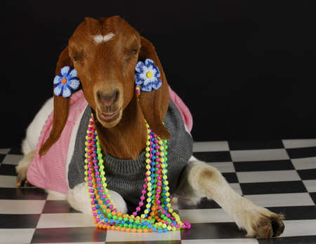 goat dressed up as a girl on black background - purebred south african boerの写真素材