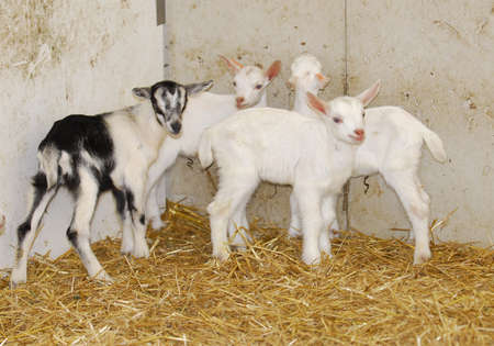 four young goat kids on the farmの写真素材