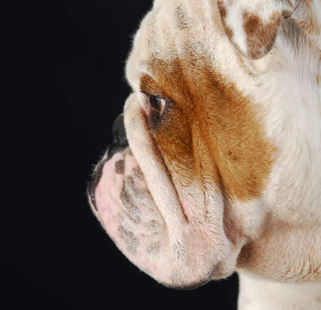 side profile of english bulldog face on black backgroundの写真素材