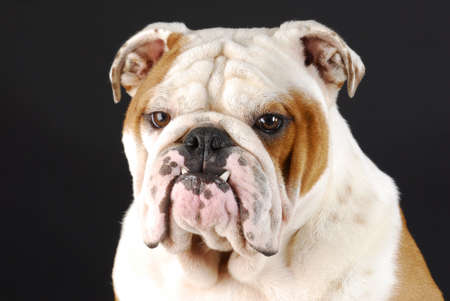 male english bulldog with bottom canines sticking out on black backgroundの写真素材
