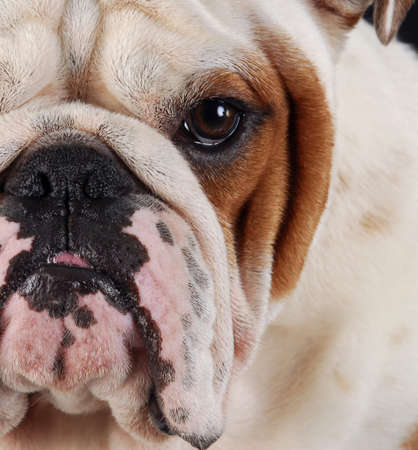 close up details of english bulldog faceの写真素材