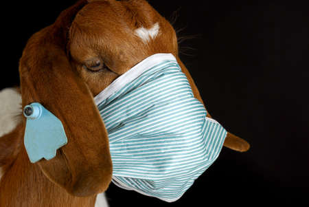 goat wearing medical mask - purebred south african boerの写真素材