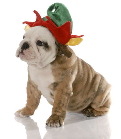 english bulldog puppy dressed up like a christmas elfの写真素材