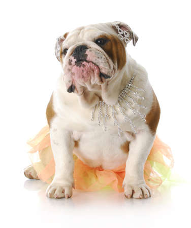 adorable english bulldog with silly expression wearing tutu and diamond jewellry with reflection on white backgroundの写真素材