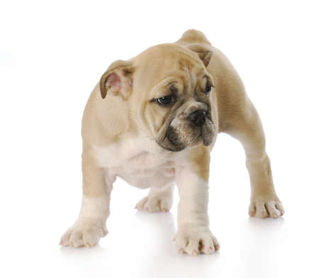 cute english bulldog puppy standing with reflection on white background - three months oldの写真素材