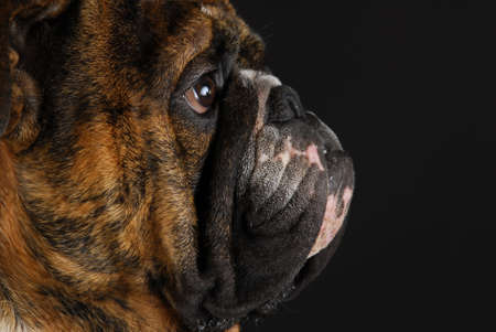 english bulldog face from the side on black backgroundの写真素材