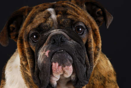 english bulldog male head portrait on black backgroundの写真素材
