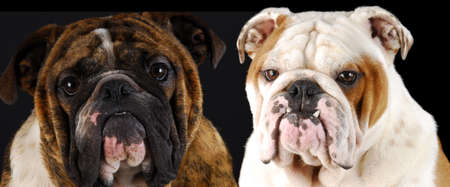 two english bulldog male head portraits on black backgroundの写真素材