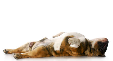 english bulldog laying on back stretched out sleeping with reflection on white backgroundの写真素材