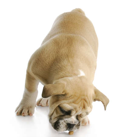 english bulldog puppy bent over to eat piece of dog food with reflection on white backgroundの写真素材