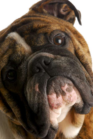 cute english bulldog looking at viewer with head tilted to side on white backgroundの写真素材