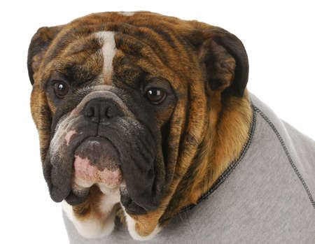 red brindle english bulldog head portrait wearing grey flannel dog coatの写真素材