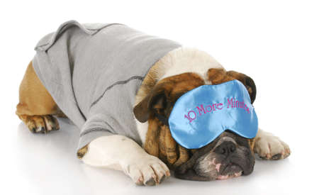 english bulldog wearing pajamas and sleeping mask with reflection on white backgroundの写真素材