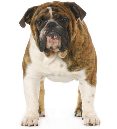 english bulldog standing isolated on white backgroundの写真素材