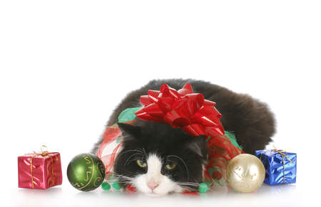 long haired cat surrounded by christmas decorations with reflection on white backgroundの写真素材
