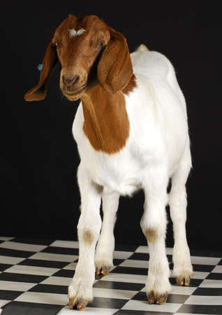 goat standing on black background - purebred south african boerの写真素材