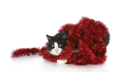 black and white long haired cat tangled up in christmas garland with reflection on white backgroundの写真素材