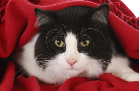 black and white cat hiding under red blanketの写真素材