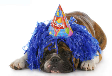 dog wearing silly birthday hat and wig with reflection on white backgroundの写真素材