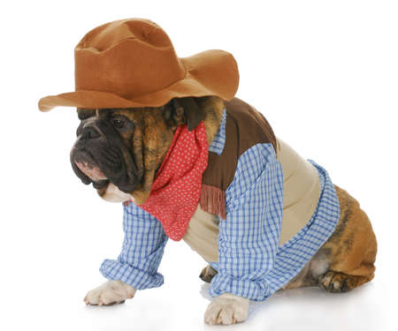 english bulldog wearing western hat and cowboy shirt with reflection on white backgroundの写真素材