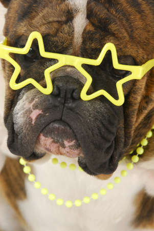 english bulldog wearing star glasses with matching yellow beadsの写真素材