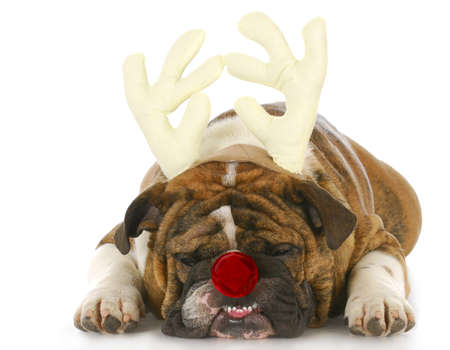 english bulldog wearing rudolph antlers and red nose with reflection on white backgroundの写真素材