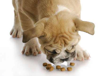 english bulldog puppy bent over to eat dog food with reflection on white background - 12 weeks oldの写真素材