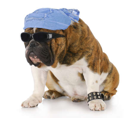 dog wearing skull cap and cool sunglasses with reflection on white backgroundの写真素材