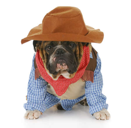english bulldog wearing western hat and cowboy shirt with reflection on white backgroundの写真素材