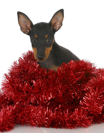 toy manchester puppy tangled in red garland on white backgroundの写真素材